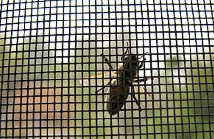 insect screens gilbert